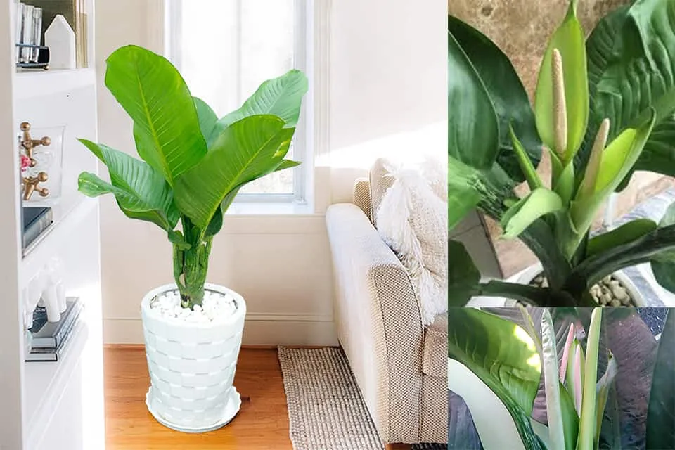 Hình ảnh cây Đại Phú Gia với lá xanh mướt