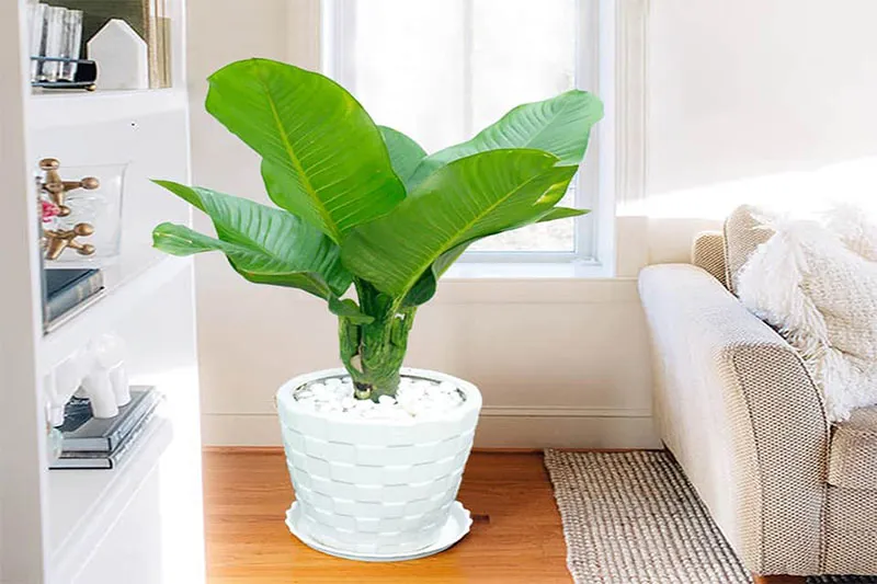 Cây Đại Phú Gia đặt trong chậu trang trí nội thất