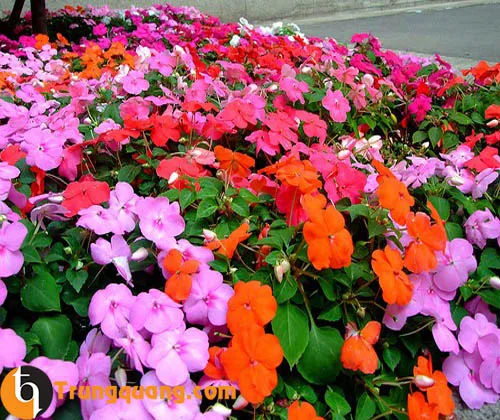 Hình ảnh cây mai địa thảo đơn