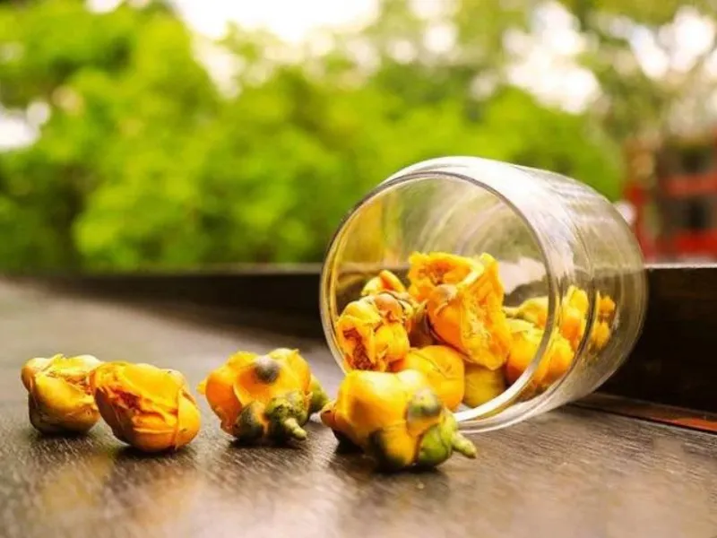 Kỹ thuật trồng và chăm sóc cây trà hoa vàng cổ thụ tại Việt Nam