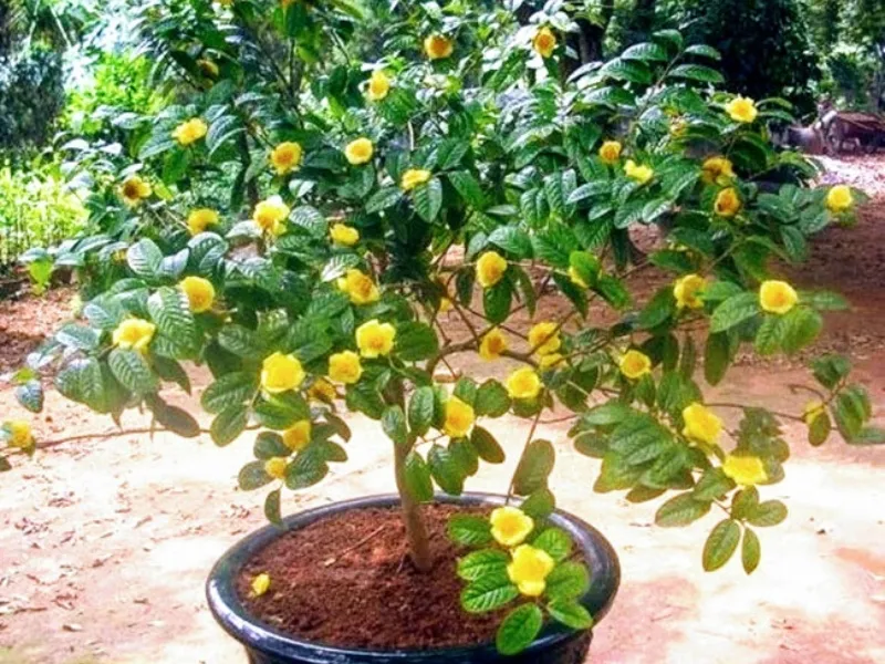 Cây trà hoa vàng cổ thụ trồng làm cảnh trong khuôn viên sân vườn