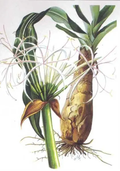 Hình ảnh bộ phận thân hành của cây náng hoa trắng