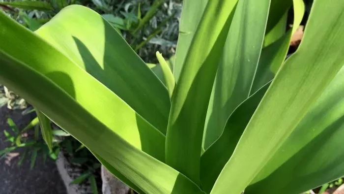 Cận cảnh chi tiết phiến lá dài của cây náng hoa trắng