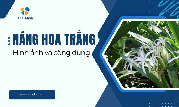 Minh họa tổng thể hình ảnh cây náng hoa trắng trong tự nhiên