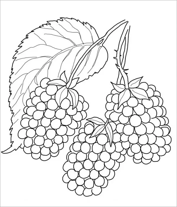 Hình vẽ trái dâu tằm với nhiều chi tiết nhỏ giúp bé rèn luyện sự tỉ mỉ