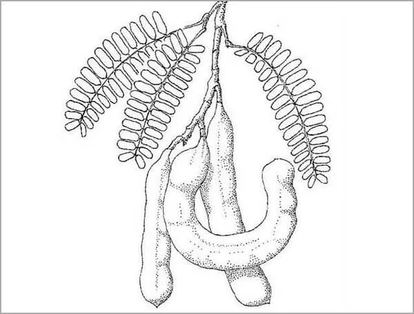 Trái me với hình dáng uốn lượn đặc trưng giúp bé luyện nét vẽ cong