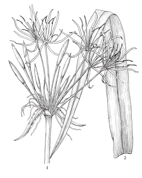 Bản vẽ chi tiết các bộ phận của cây náng hoa trắng