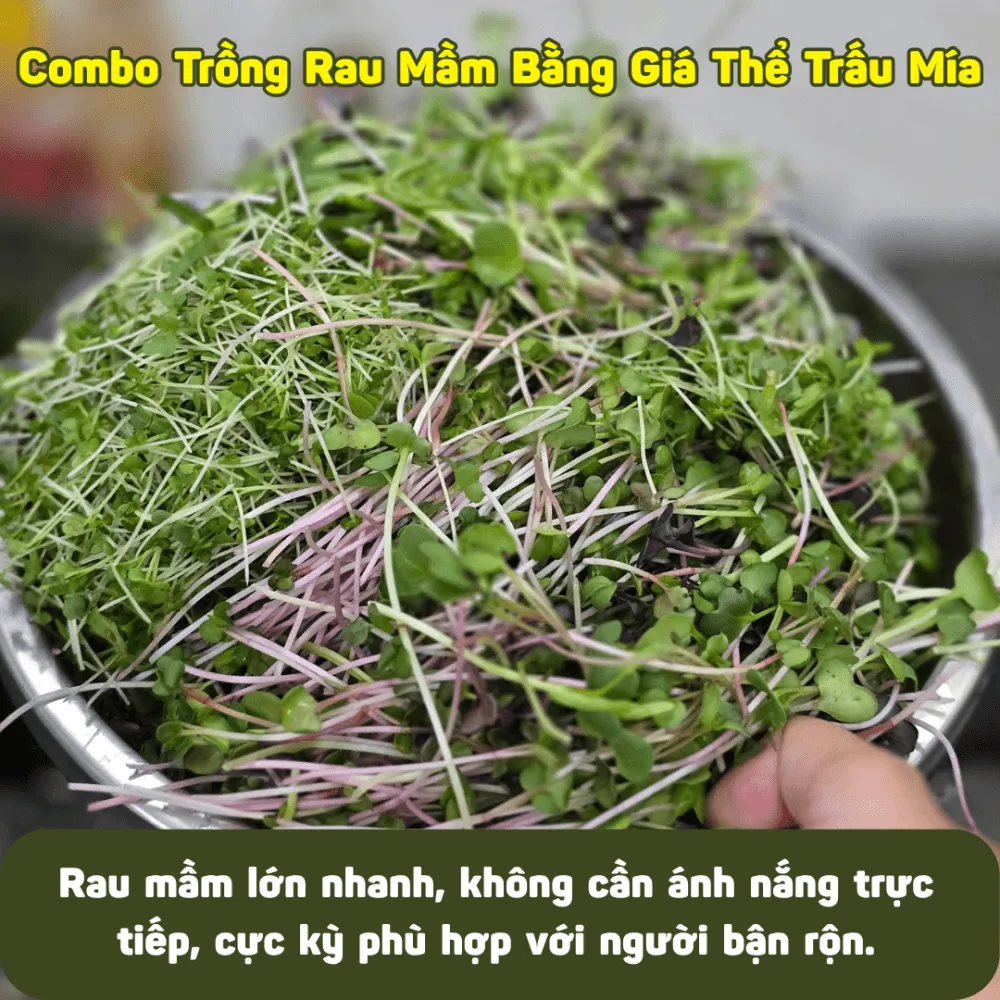 Rau mầm phát triển xanh tốt chỉ sau vài ngày chăm sóc