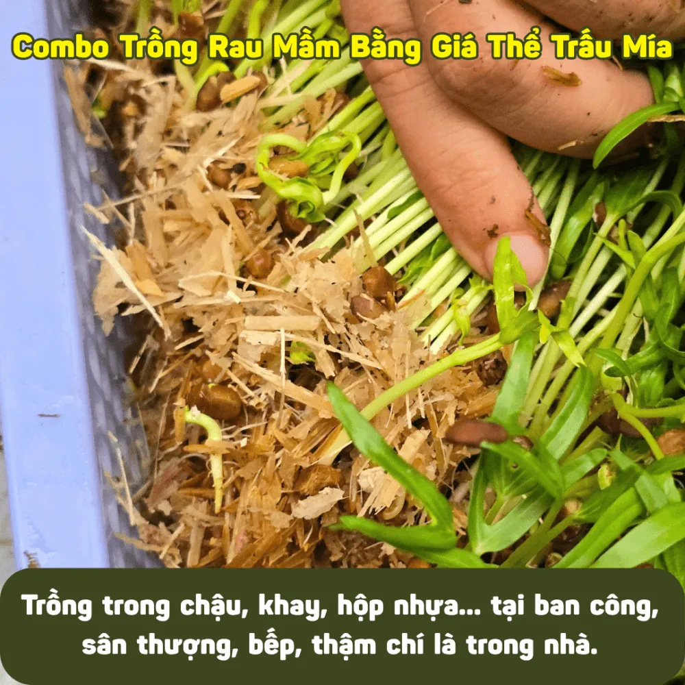 Mô hình trồng rau mầm nhỏ gọn phù hợp cho chung cư