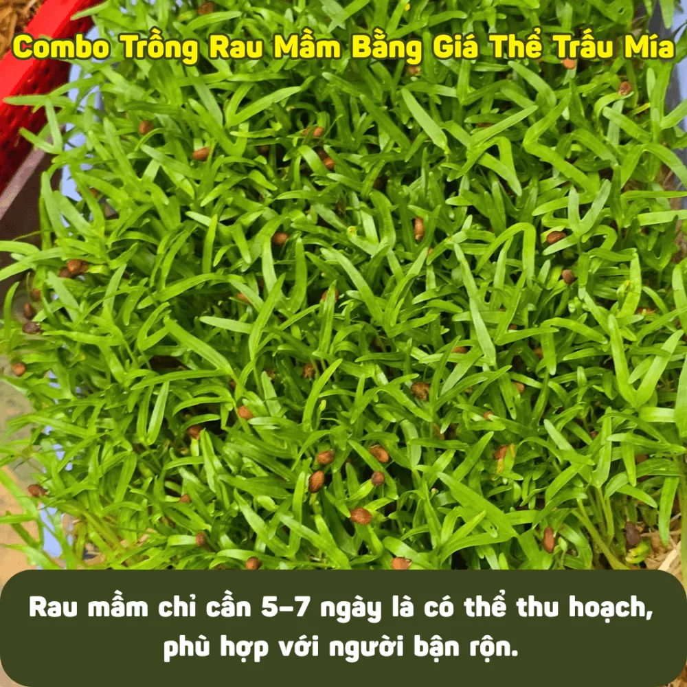 Hoạt động trồng rau mầm mang lại niềm vui cho cả gia đình