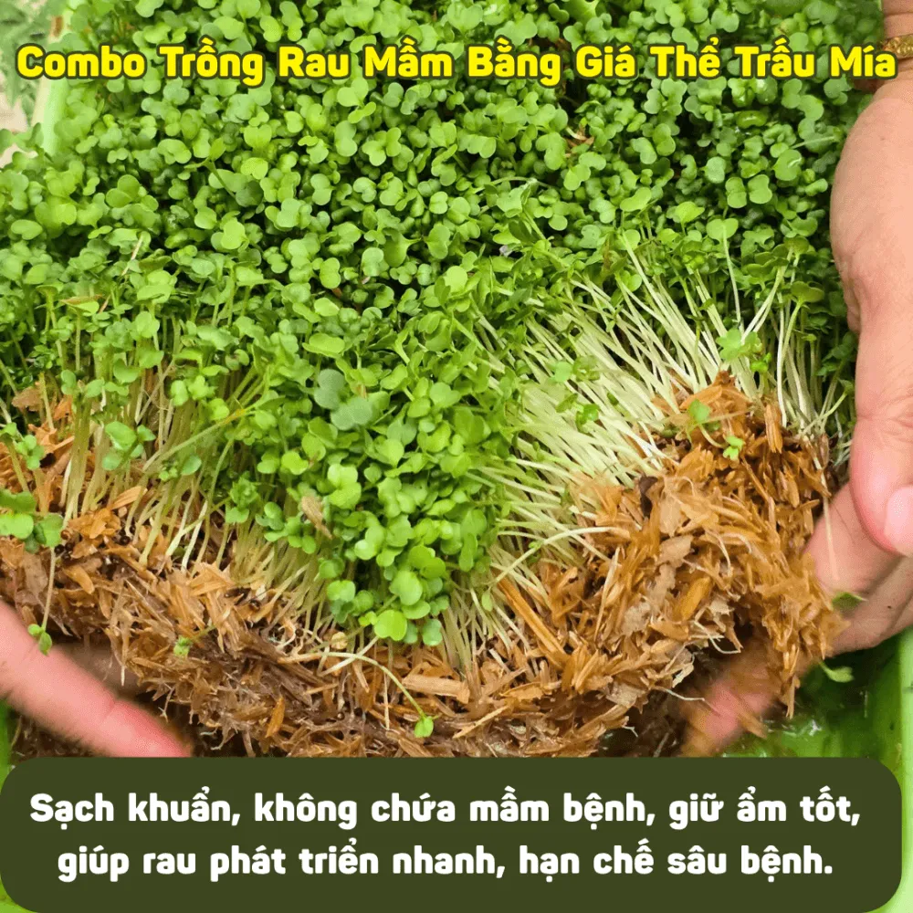 Giá thể trấu mía tự nhiên giúp giữ ẩm cho bộ rễ phát triển