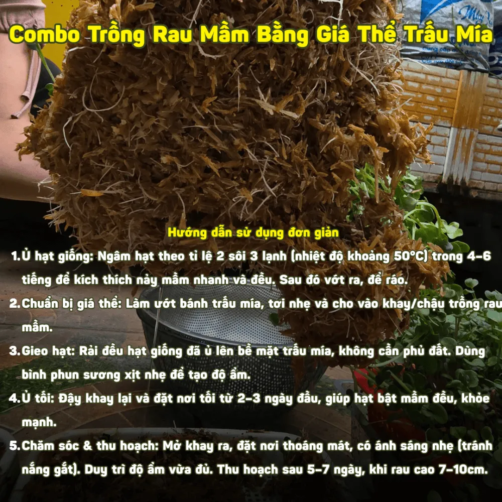 Hướng dẫn các bước trồng rau mầm đơn giản cho người mới