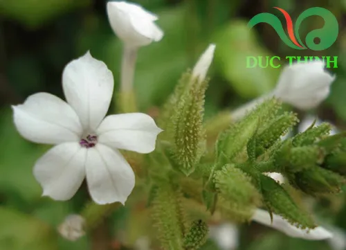 Cận cảnh bông hoa trắng nhỏ của cây bạch hoa xà thiệt thảo