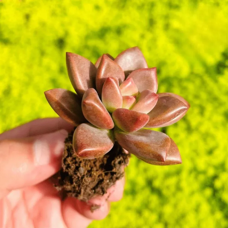 HÃ¬nh sáº£n pháº©m G (11).png