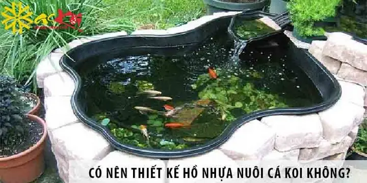 Hồ Nuôi Cá Chép Koi: Từ A-Z Cho Người Mới Bắt Đầu Đến Chuyên Gia