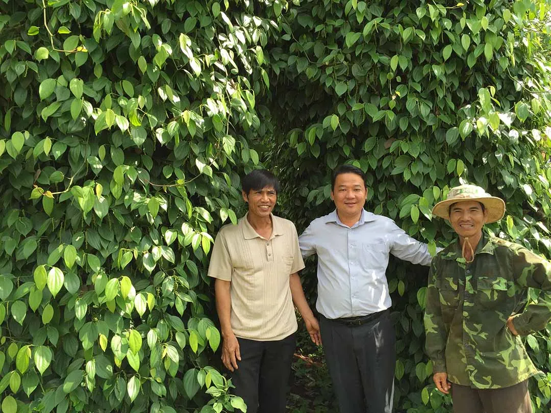 hồ tiêu sử dụng phân bón hữu cơ