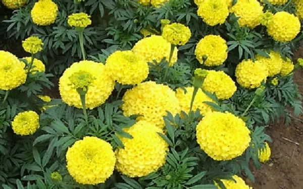 Chậu hoa vạn thọ đỏ thẫm nở rộ