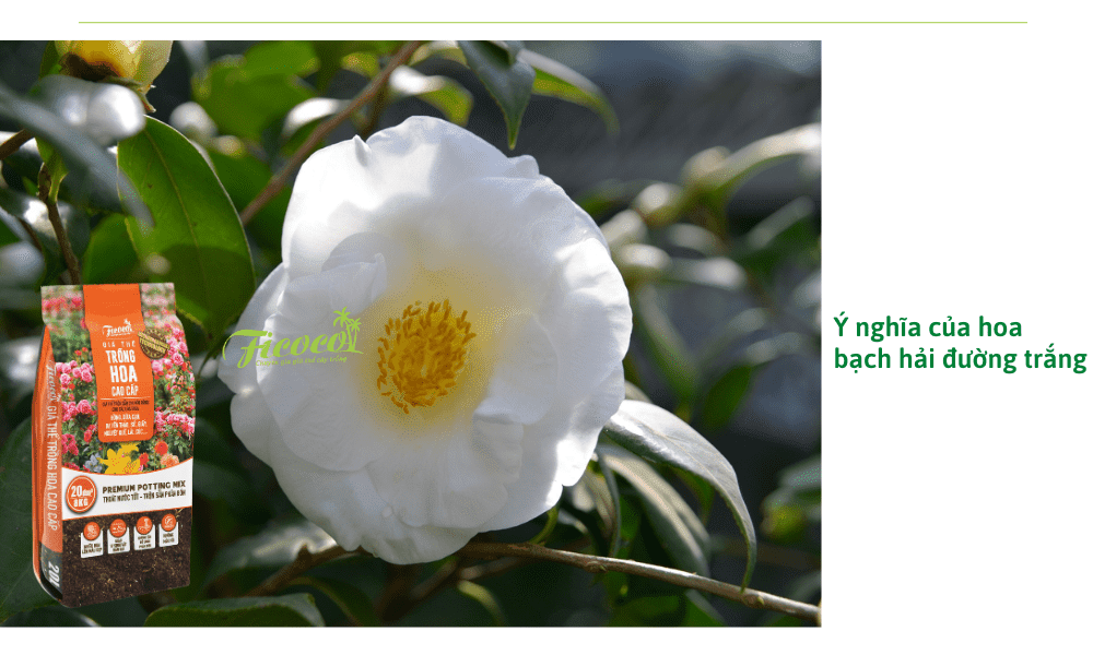 hoa-bach-hai-duong-trang