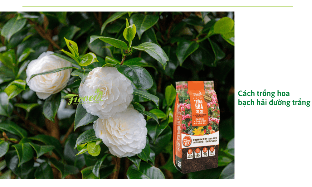 hoa-bach-hai-duong-trang