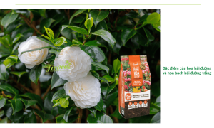 Hoa bạch hải đường trắng: Ý nghĩa, cách trồng và mẹo chăm sóc