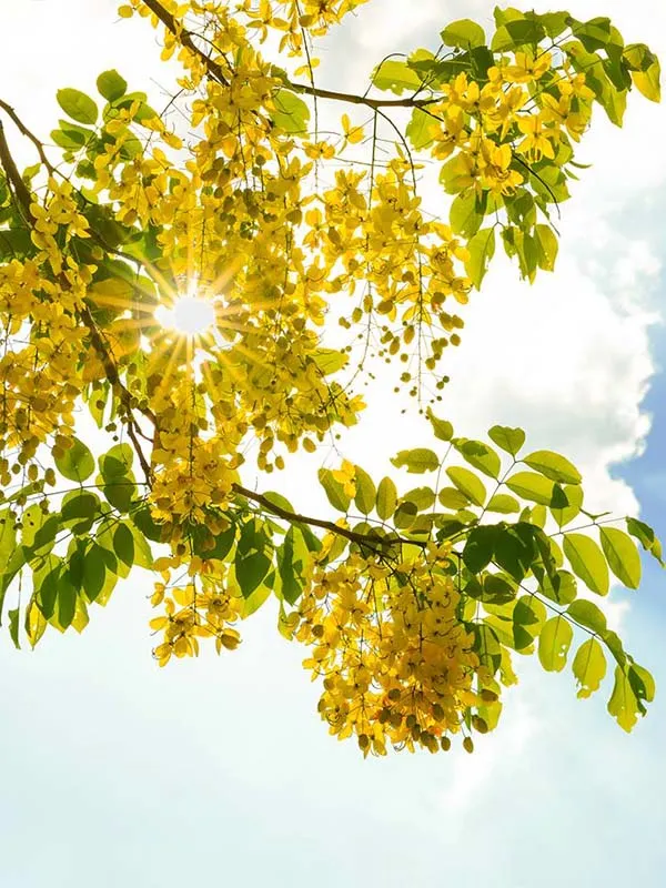 Những chùm hoa Bò Cạp Vàng rủ xuống mềm mại và quyến rũ