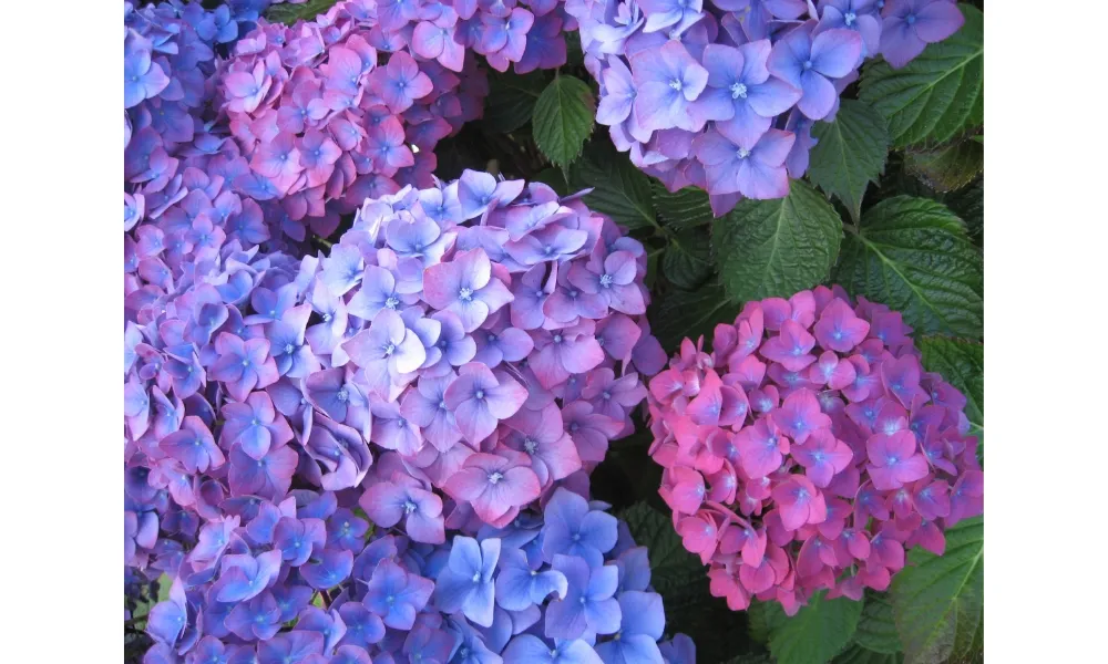 Hoa cẩm tú cầu được tạo nên từ nhiều bông nhỏ khác