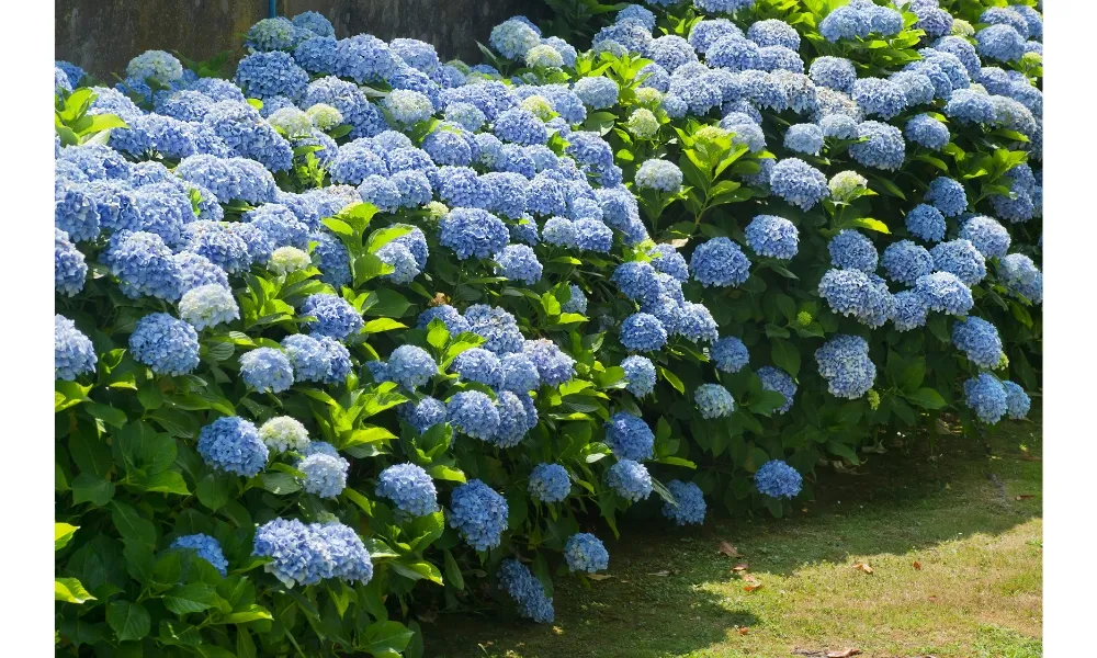 Bông cẩm tú cầu màu xanh dương thể hiện sự chân thành