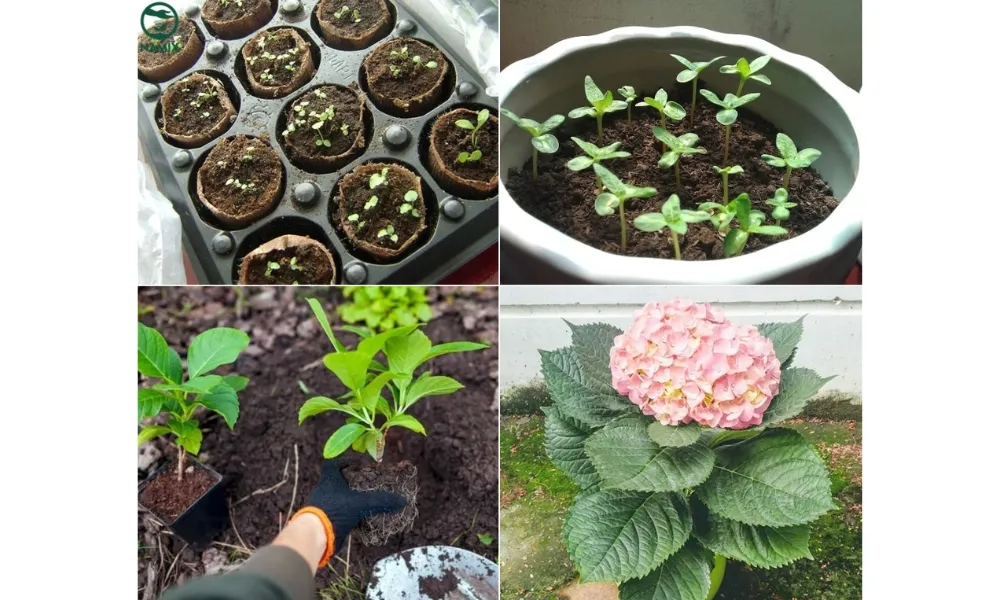 Cách trồng cây cẩm tú cầu bằng cách gieo hạt