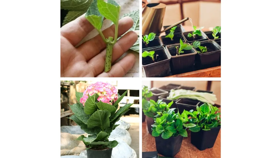 Cách trồng hoa cẩm tú cầu bằng cách giâm cành