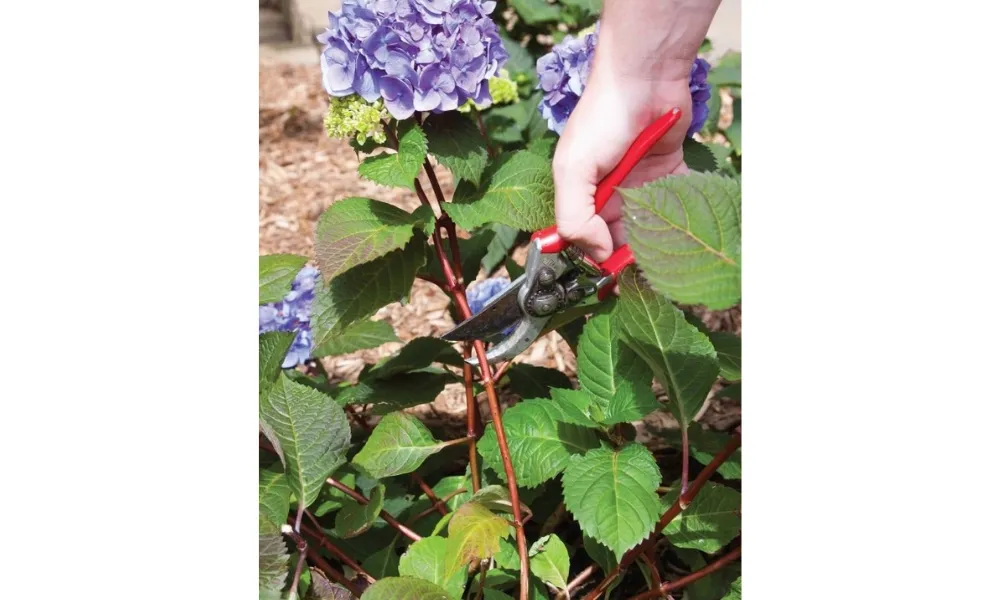 Cắt bớt cành từ đốt thứ 6 tính từ gốc đến hoa