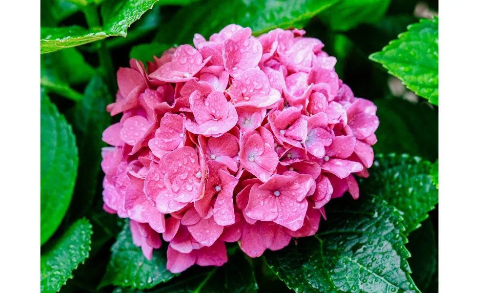 Trồng cẩm tú cầu trong đất phèn để hoa có màu hồng