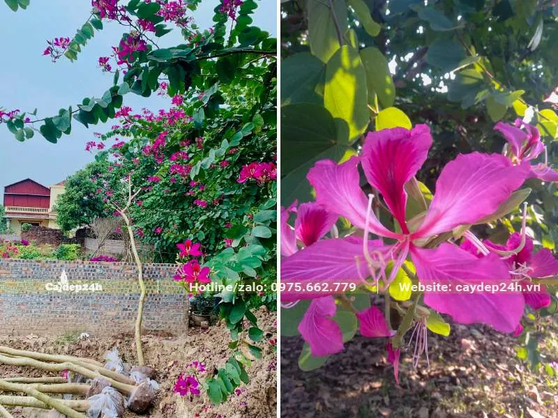 Bông Hoa Móng Bò Tím xinh đẹp, 5 cánh hoa hình thìa mềm nhẹ