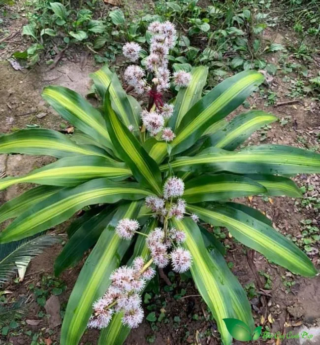 Những bông hoa cây phát tài trắng muốt mang lại hương thơm dịu nhẹ và điềm lành cho gia chủ