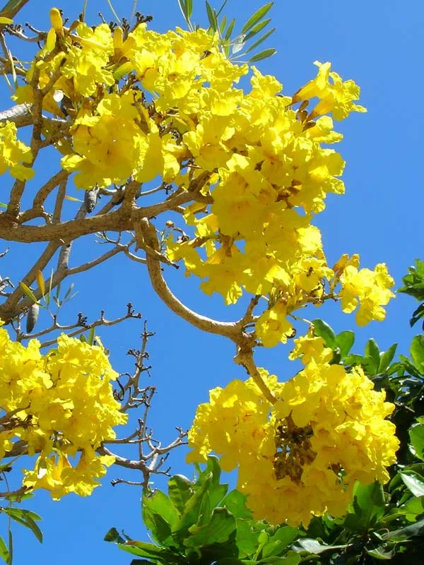 Hoa chuông vàng nở rộ tạo nên thảm màu vàng rực rỡ