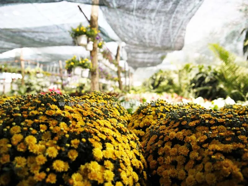 Che bóng râm cho cúc mâm xôi nở sớm