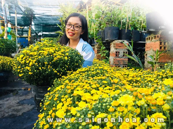 Đặt cúc mâm xôi nơi có nhiều ánh sáng