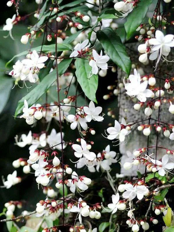 Hoa dạ minh châu khoe sắc trắng nổi bật trên nền lá xanh đậm