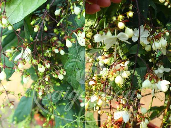 Cận cảnh những chuỗi hoa dạ minh châu trắng tinh khôi rủ xuống từ cành lá