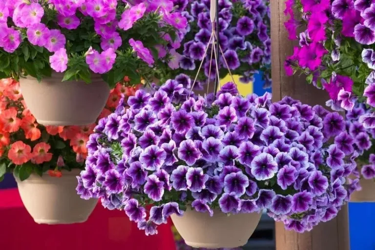 Loài hoa này có 2 loại chính là dạ yến thảo đơn và dạ yến thảo kép