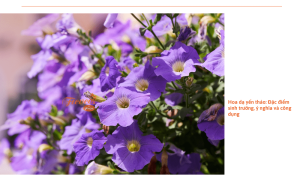 Hoa dạ yến thảo: Vẻ đẹp quyến rũ cho khu vườn xanh và bí quyết trồng thành công