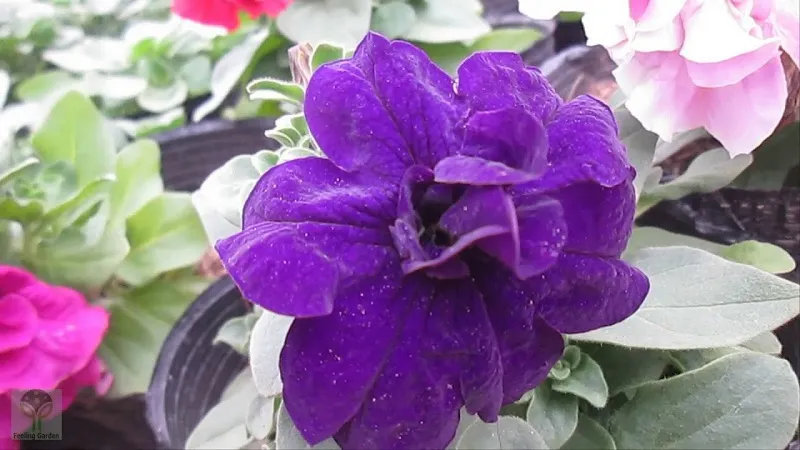 Dạ yến thảo kép