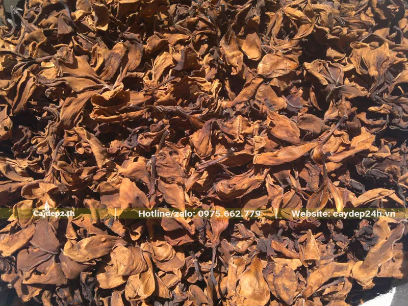 Hoa sau đi được phơi khô sẽ dễ bảo quản hơn