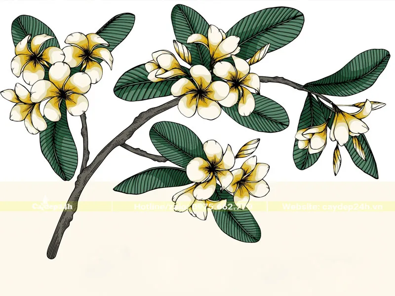 Hình ảnh minh họa hoa đại trong sách đông y