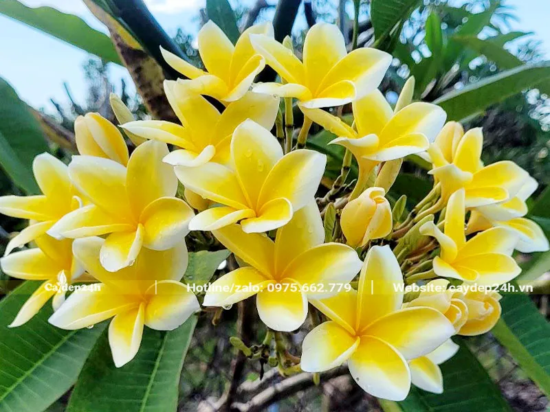 Các thành phần chiết xuất từ hoa được dùng làm thuốc