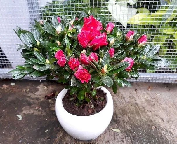 Hoa đỗ quyên màu hồng nhạt nở rộ trên cành, minh họa giai đoạn ra hoa sau khi được chăm sóc chu đáo