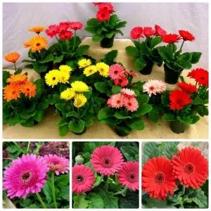 Trồng bằng cây con