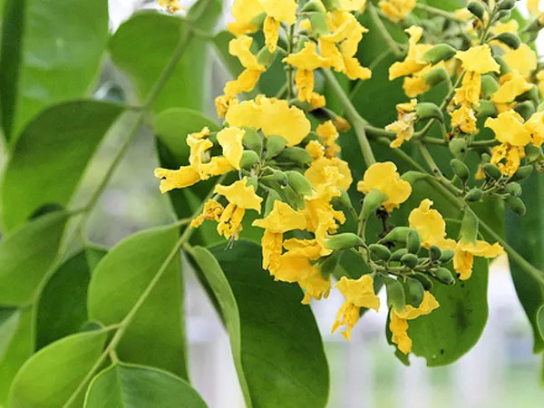 Chùm hoa Giáng Hương vàng rực rỡ nở rộ giữa tán lá xanh