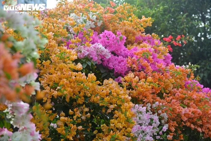 Bạn có biết cách tưới nước và xử lý để hoa giấy leo giàn ra hoa rực rỡ vào mùa hè năm 2026?