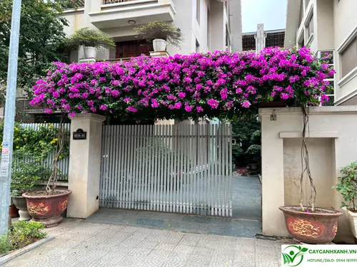 Hoa giấy trồng cửa nhà đem lại màu sắc tươi tắn