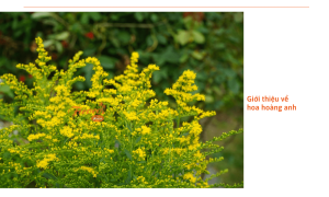 Hoa hoàng anh: Đặc điểm, ý nghĩa và cách trồng đơn giản